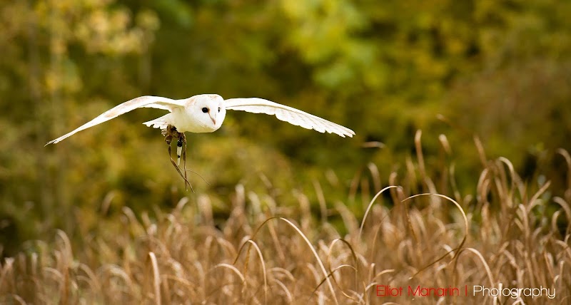 Coda Falconry Ltd