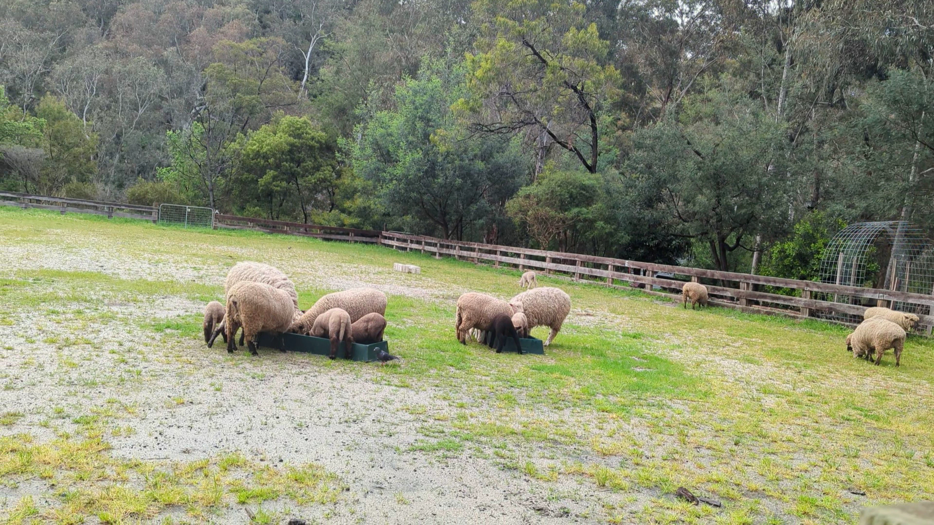 Collingwood Children's Farm photo 2