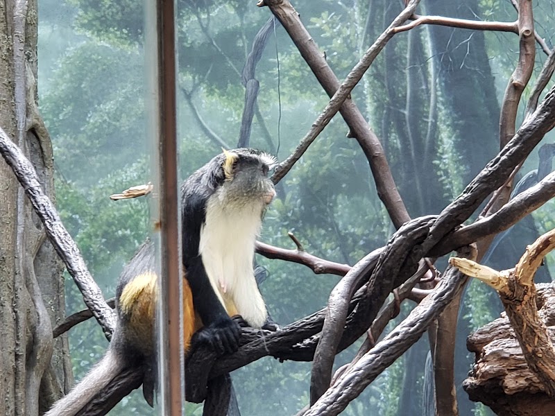 Congo Gorilla Forest