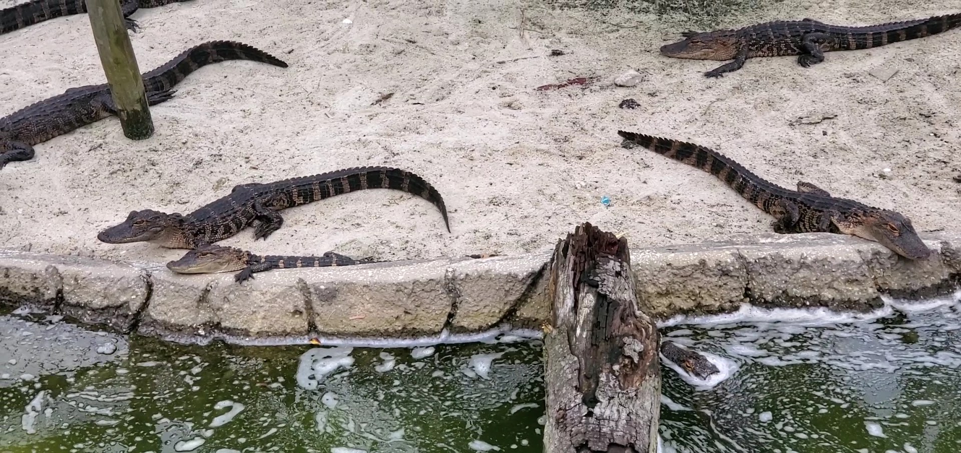 Congo River Golf photo 2
