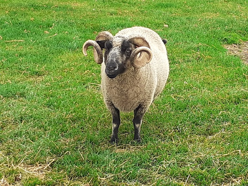 Photo of Cotswold Farm Park in West Midlands