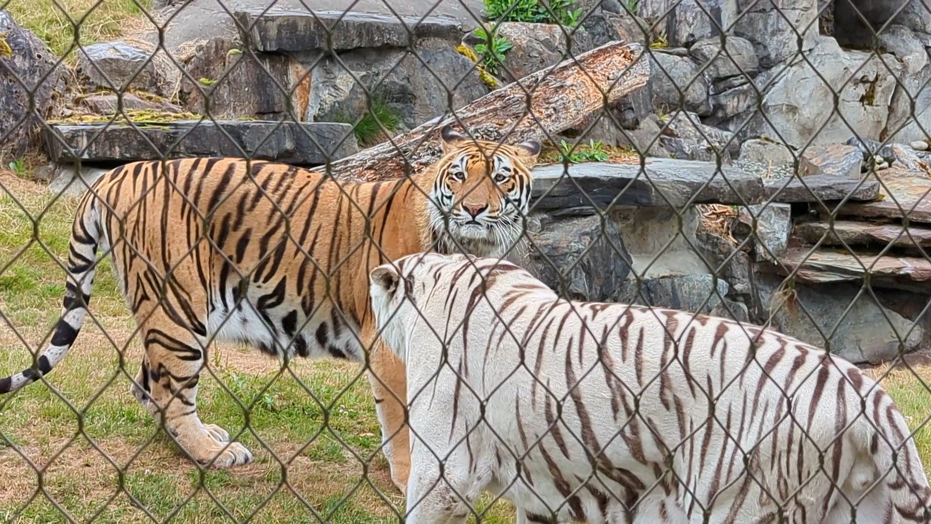 Cougar Mountain Zoo photo 2