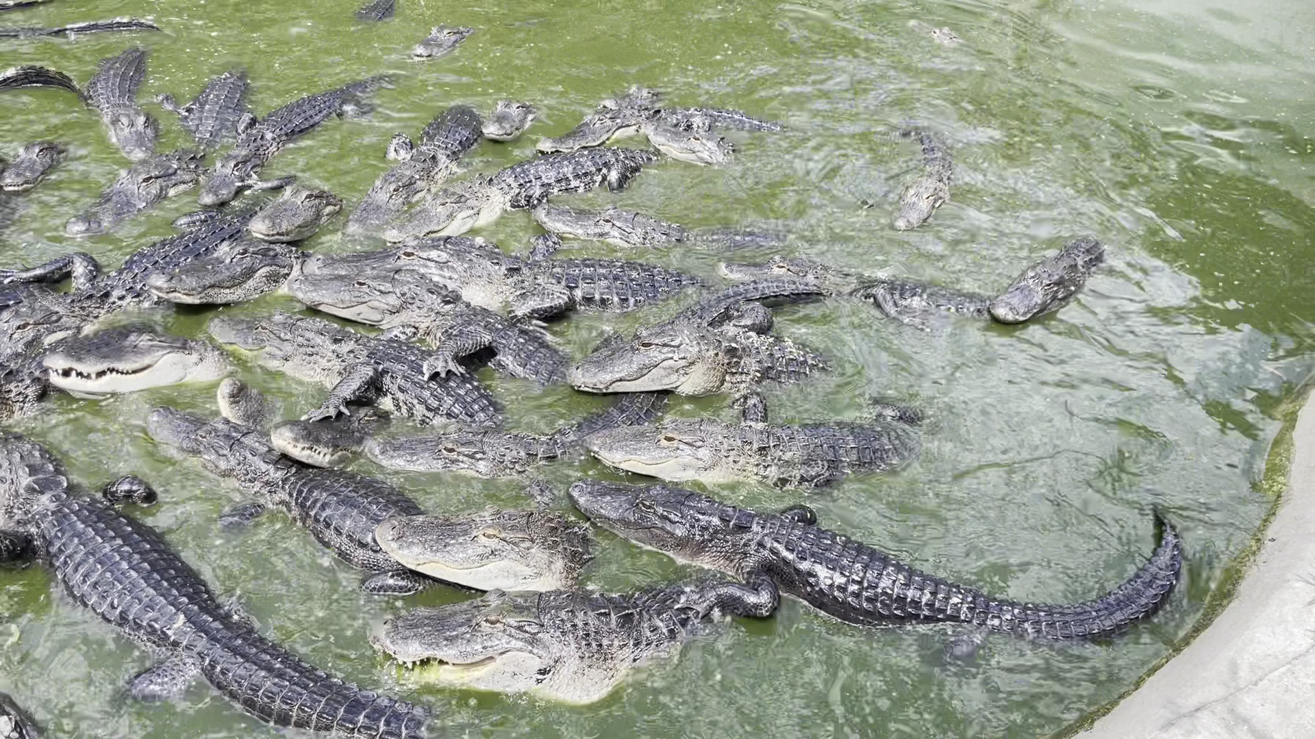 Croc Encounters photo 2