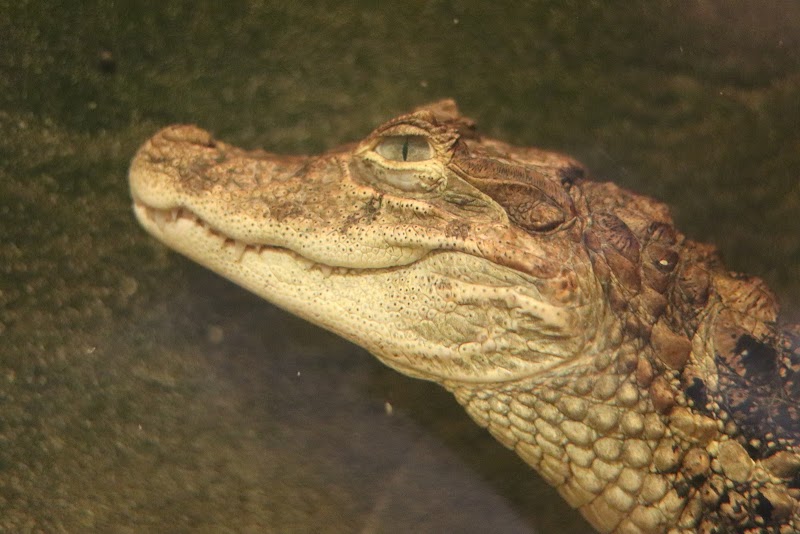 Crocodiles of the World photo 2
