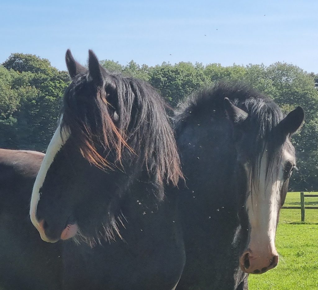 Photo of Croxteth Park Farm in Merseyside