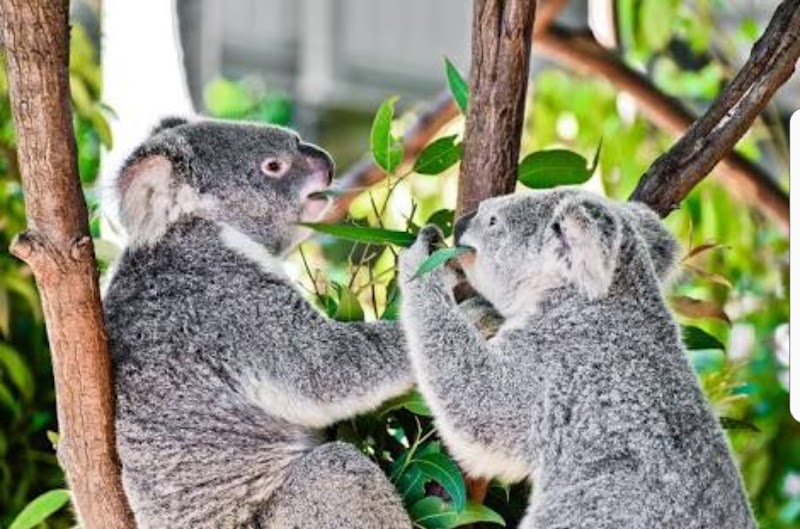 Currumbin Wildlife Sanctuary photo 2