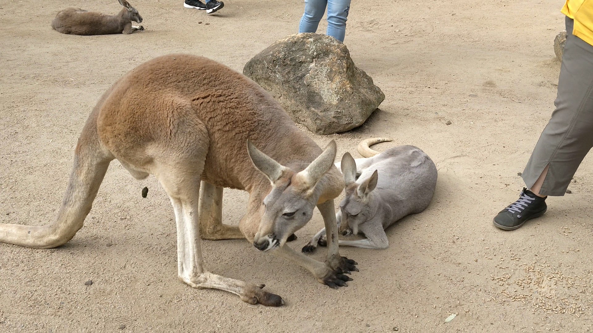 Currumbin Wildlife Sanctuary