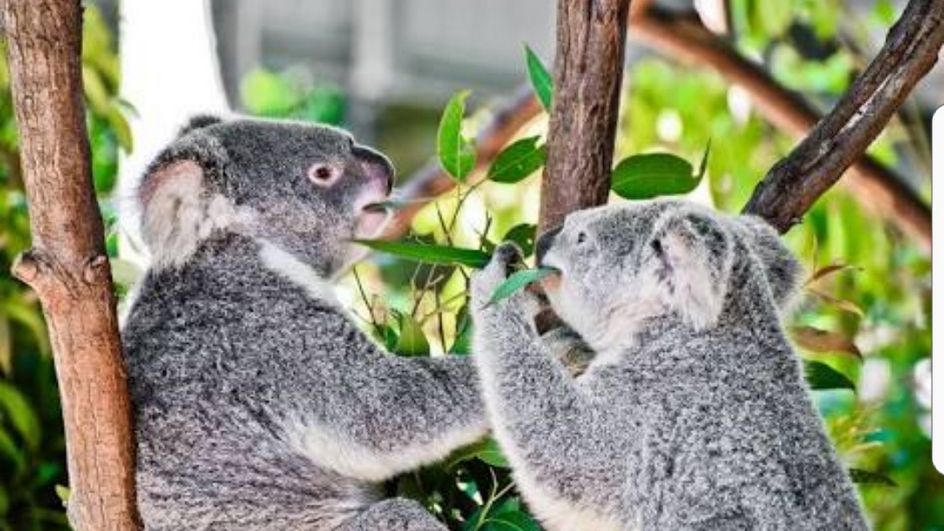 Currumbin Wildlife Sanctuary photo 3