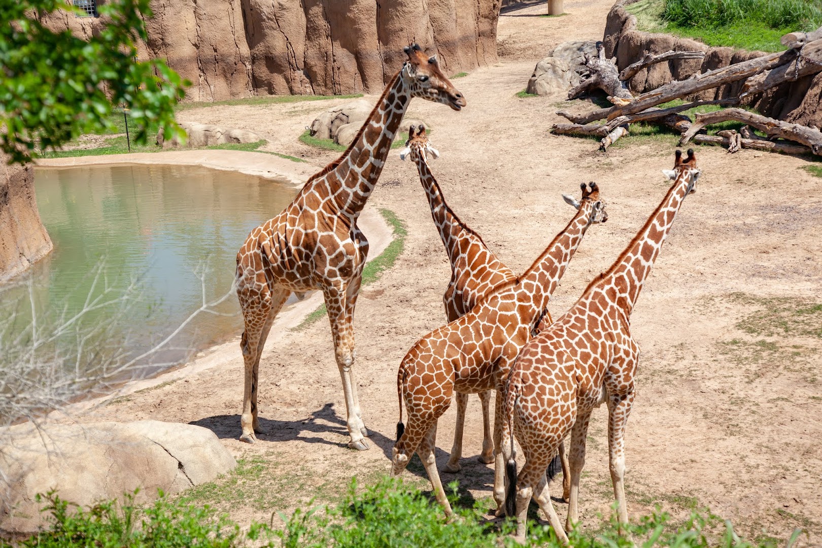Dallas Zoo photo 3