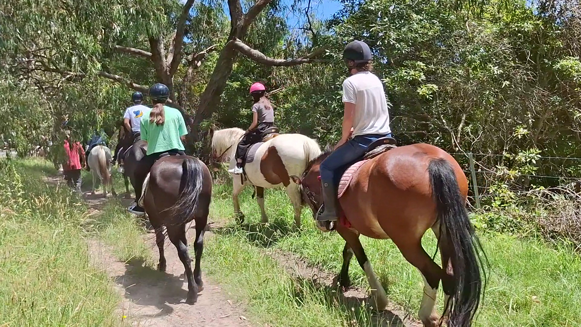 Dandenong Ranges Horse Trail Rides photo 2