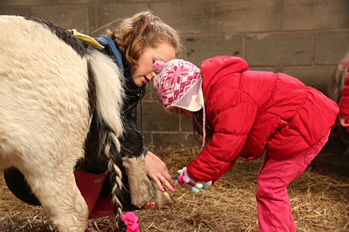 Dandy Farm