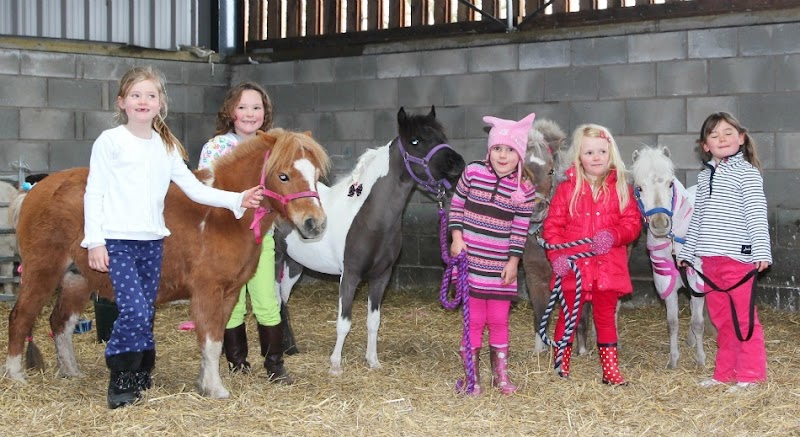 Dandy Farm photo 2