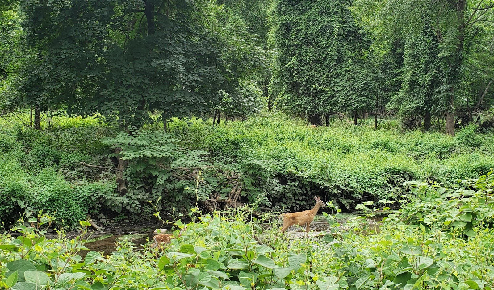 Demarest Nature Center