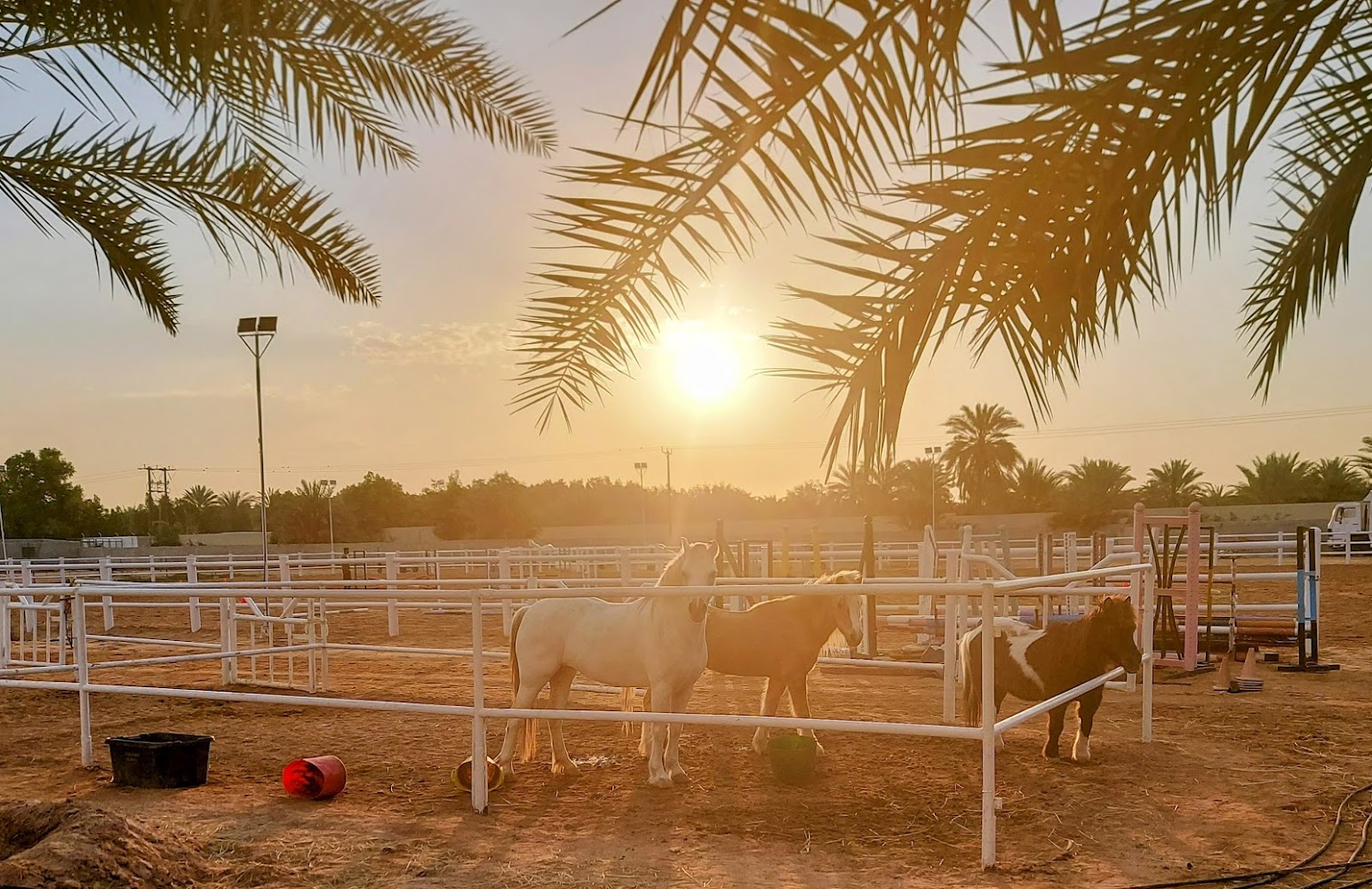 Dhabian Equestrian Club photo 5