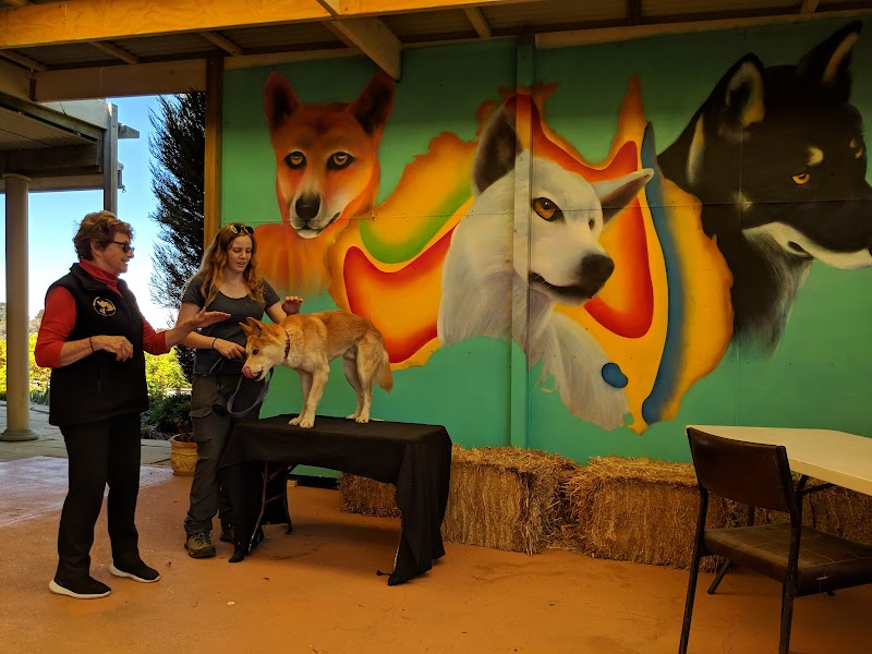 Dingo Discovery Sanctuary, Research and Education Centre