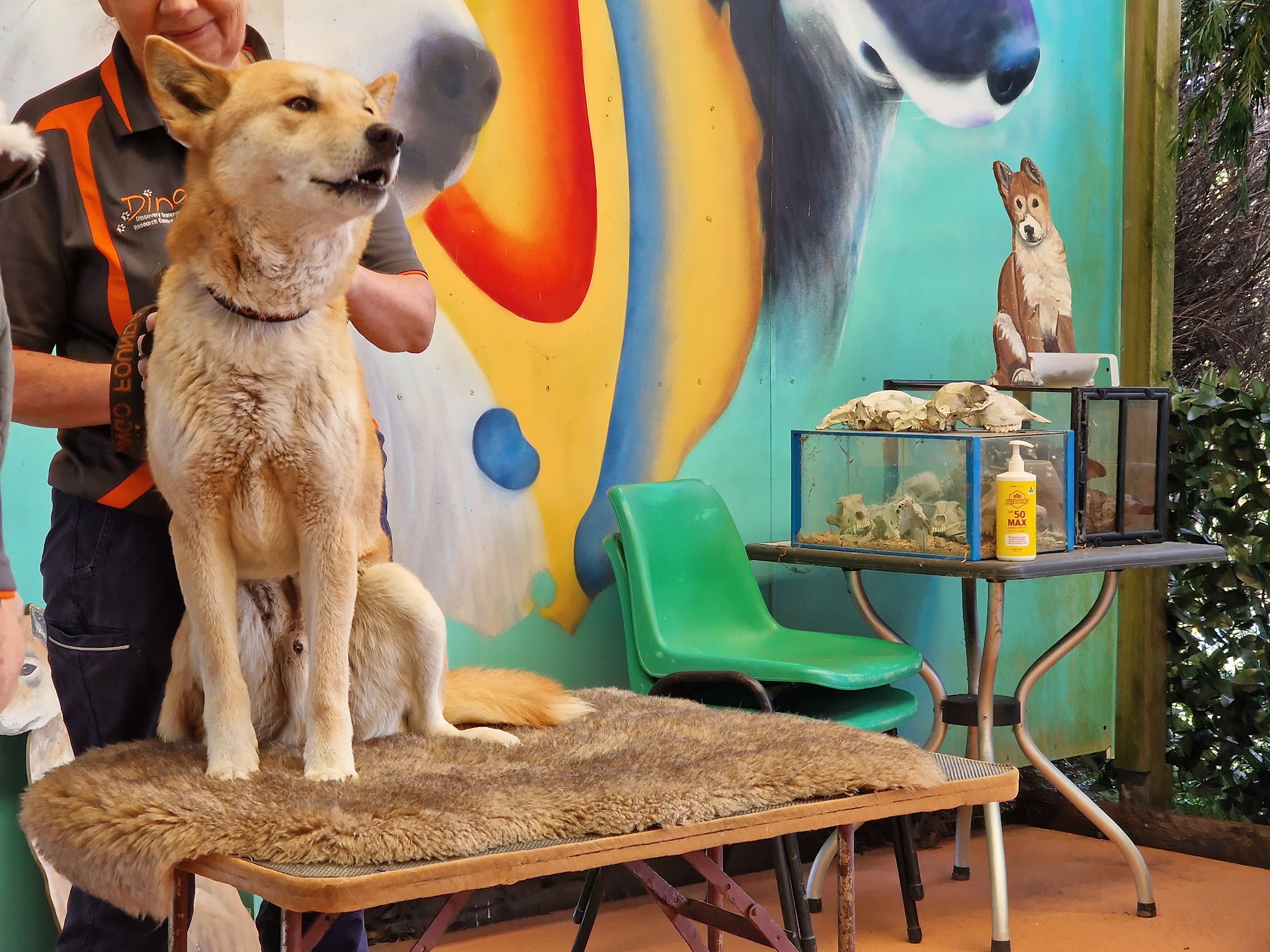 Dingo Discovery Sanctuary, Research and Education Centre photo 2