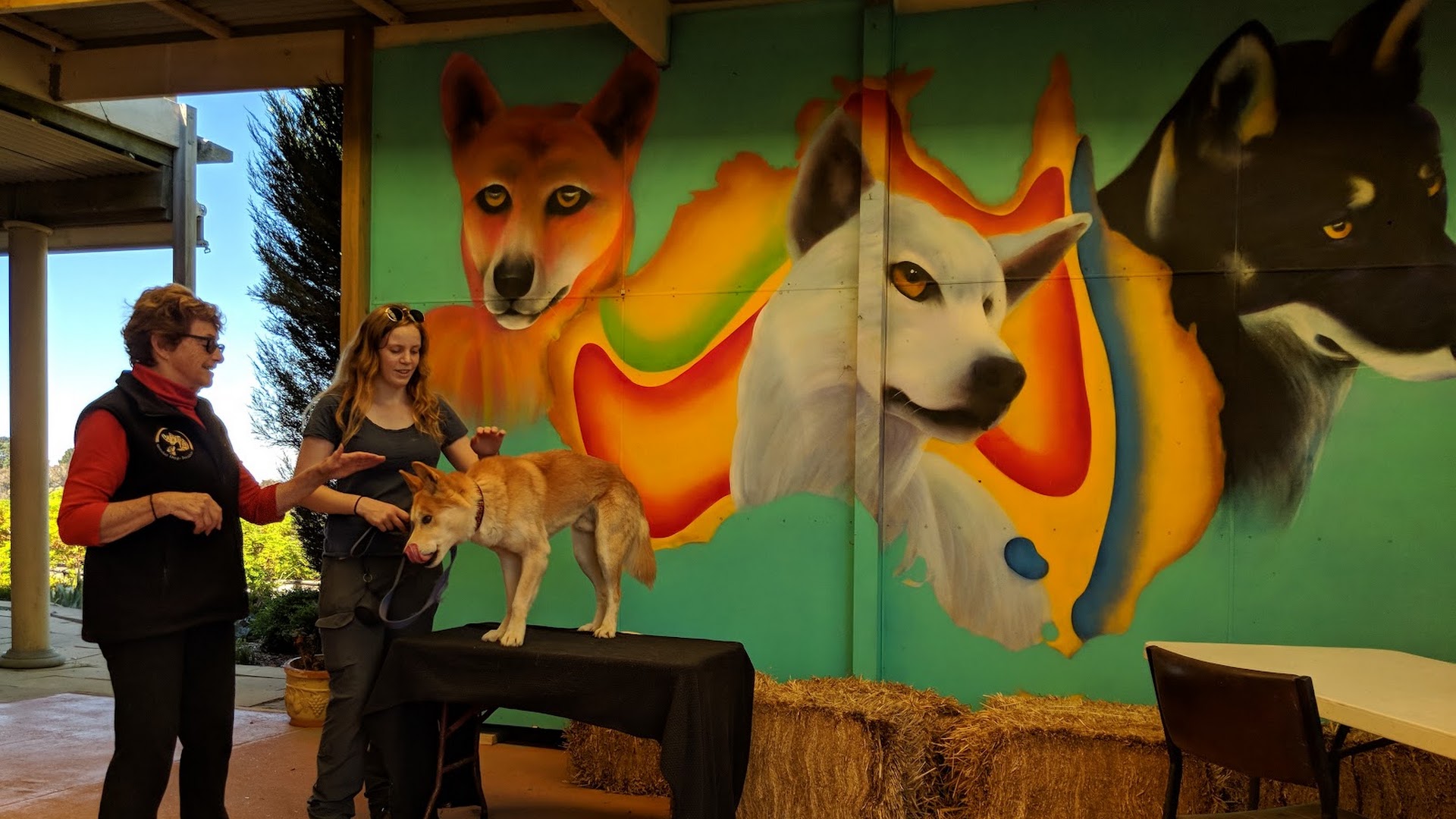 Dingo Discovery Sanctuary, Research and Education Centre
