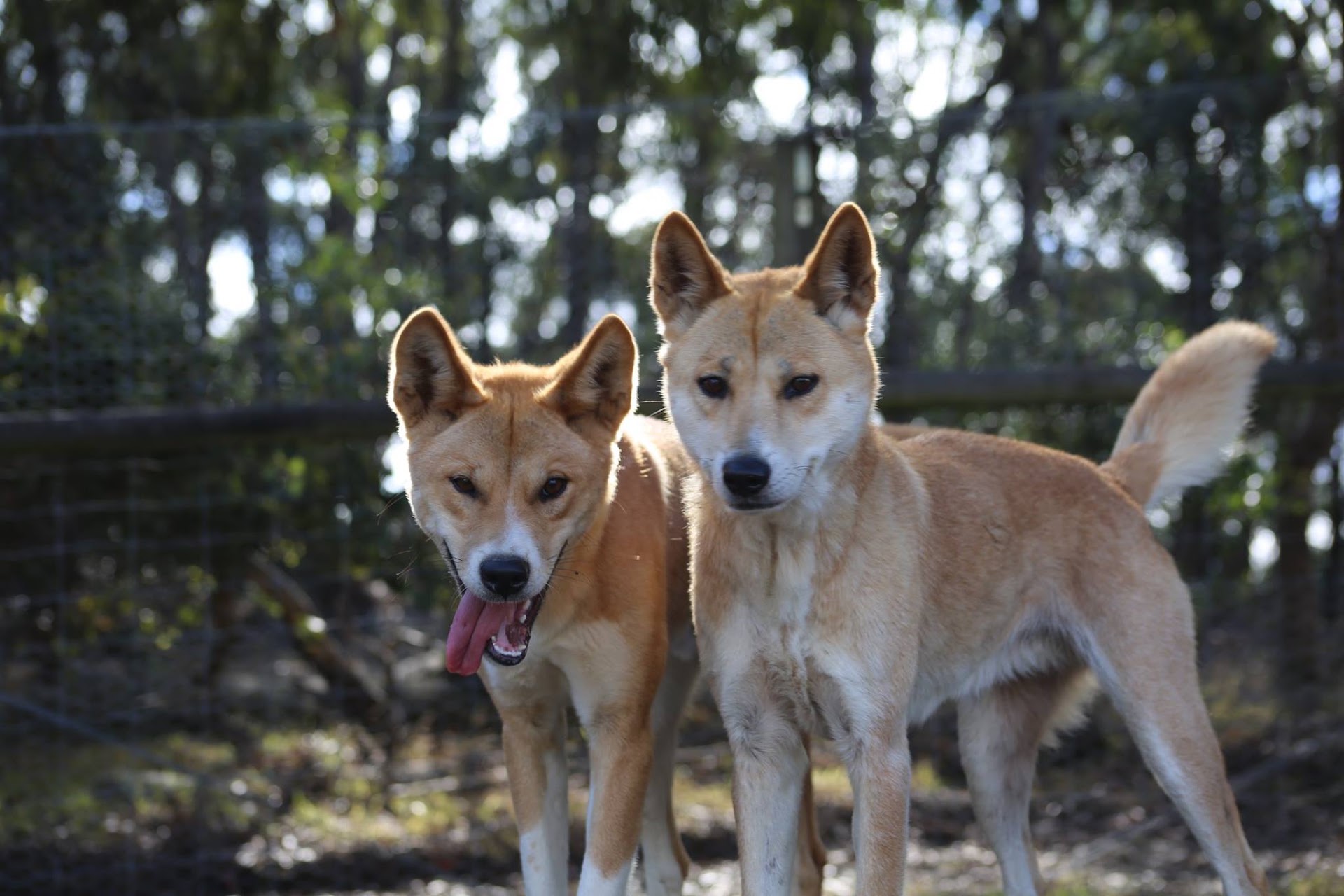Dingo Discovery Sanctuary, Research and Education Centre photo 3