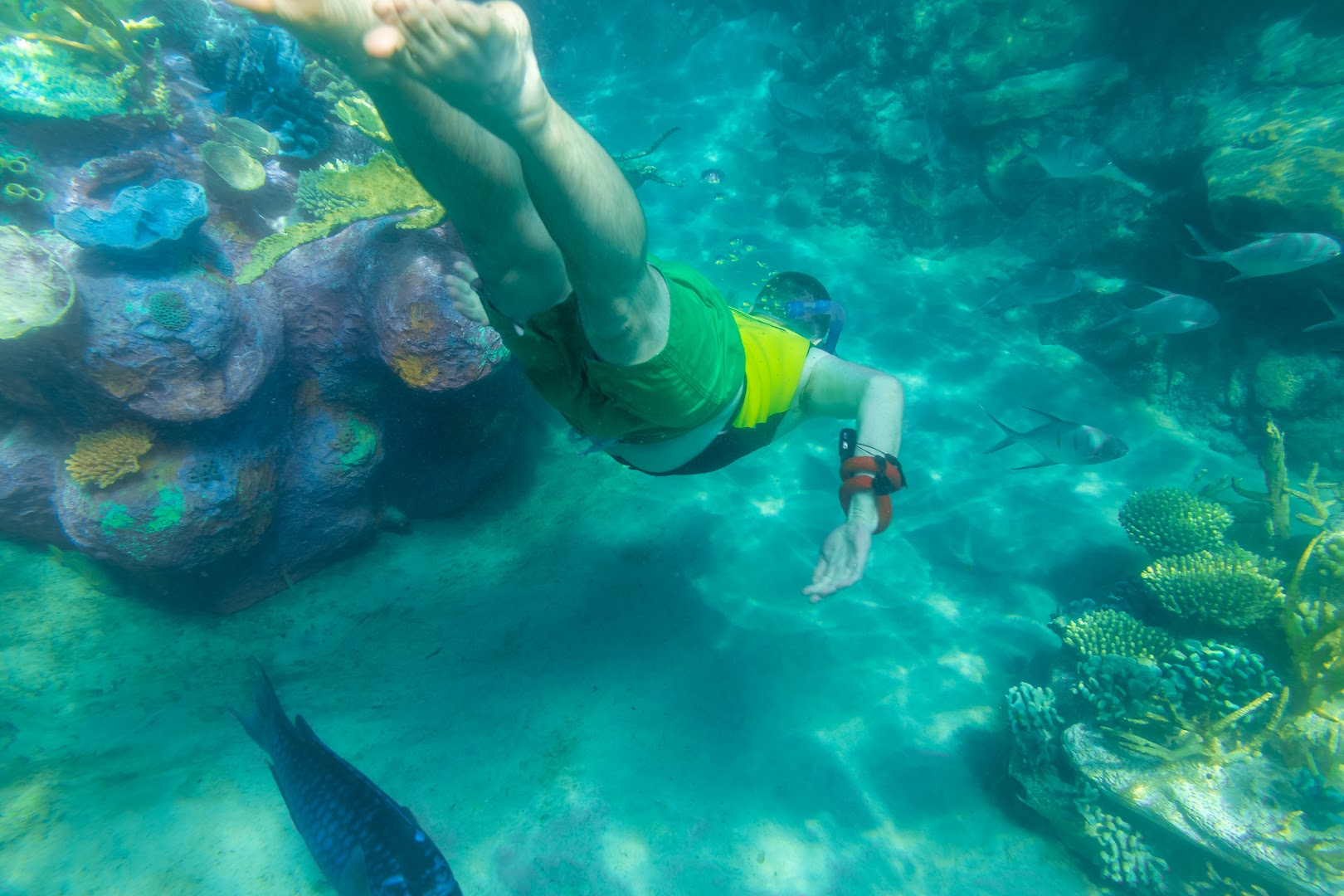 Discovery Cove photo 2