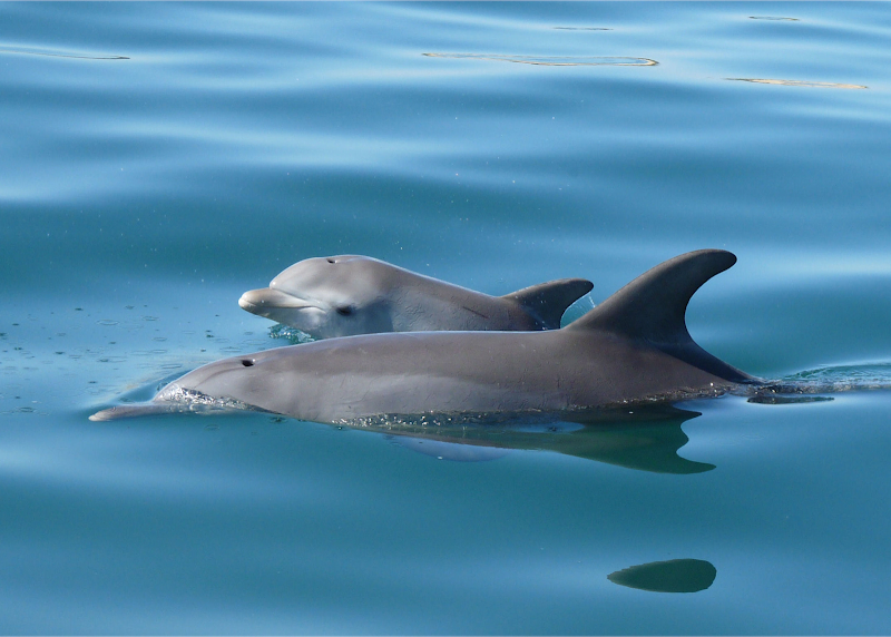 Dolphin Discovery Centre