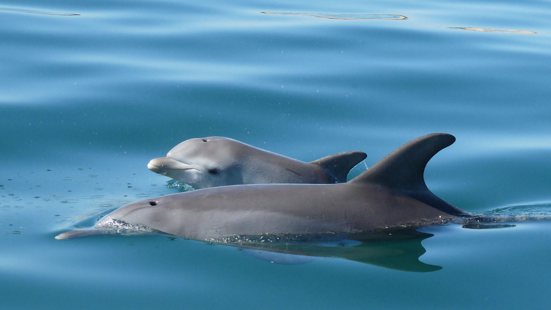 Dolphin Discovery Centre