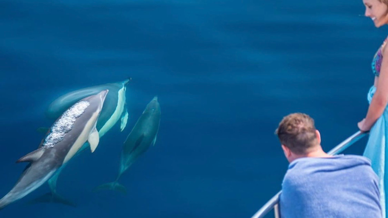 Dolphin Seafaris NZ Ltd