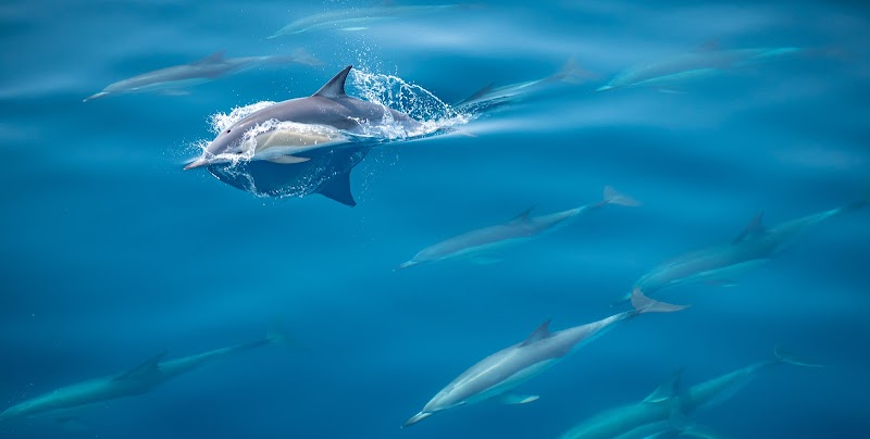 Dolphin Seafaris NZ Ltd photo 2