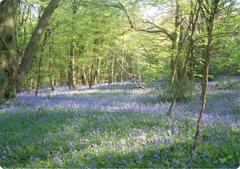 Downe Activity Centre photo 3