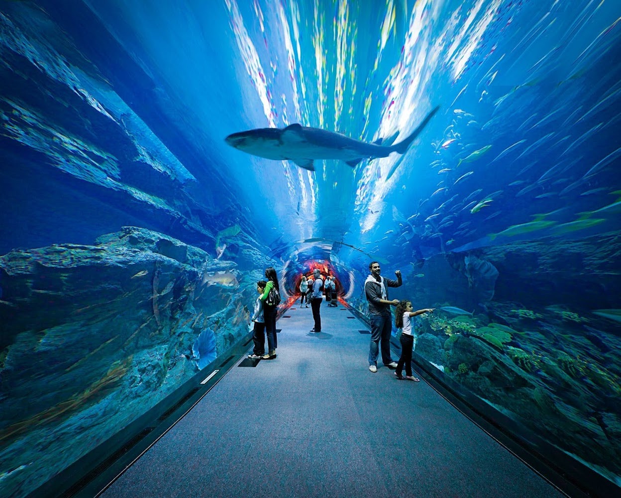 Dubai Aquarium & Underwater Zoo photo 2