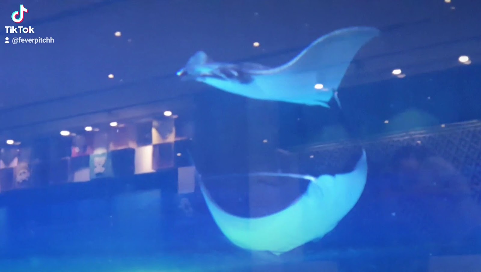 Dubai Aquarium & Underwater Zoo photo 3