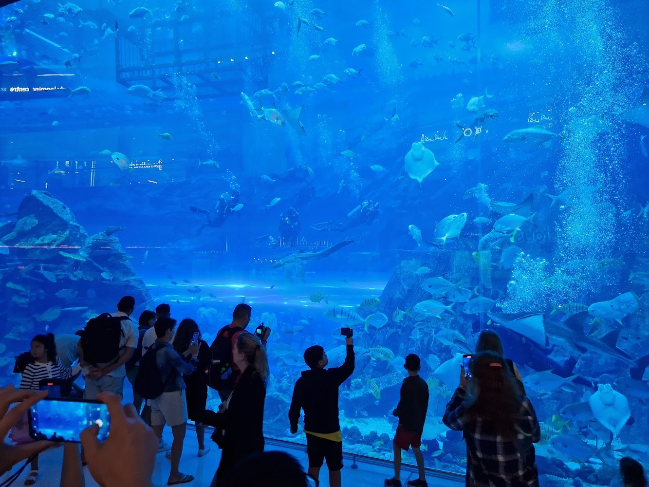 Dubai Aquarium & Underwater Zoo photo 4