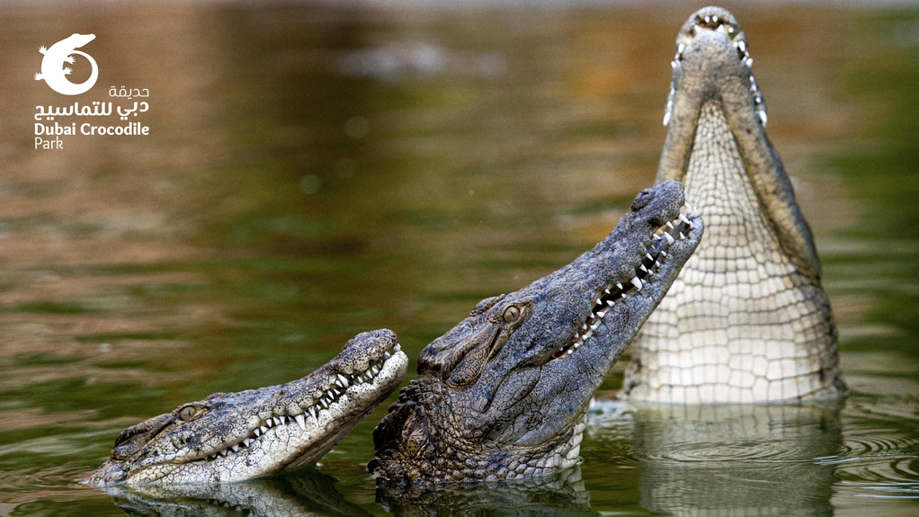 Dubai Crocodile Park photo 2