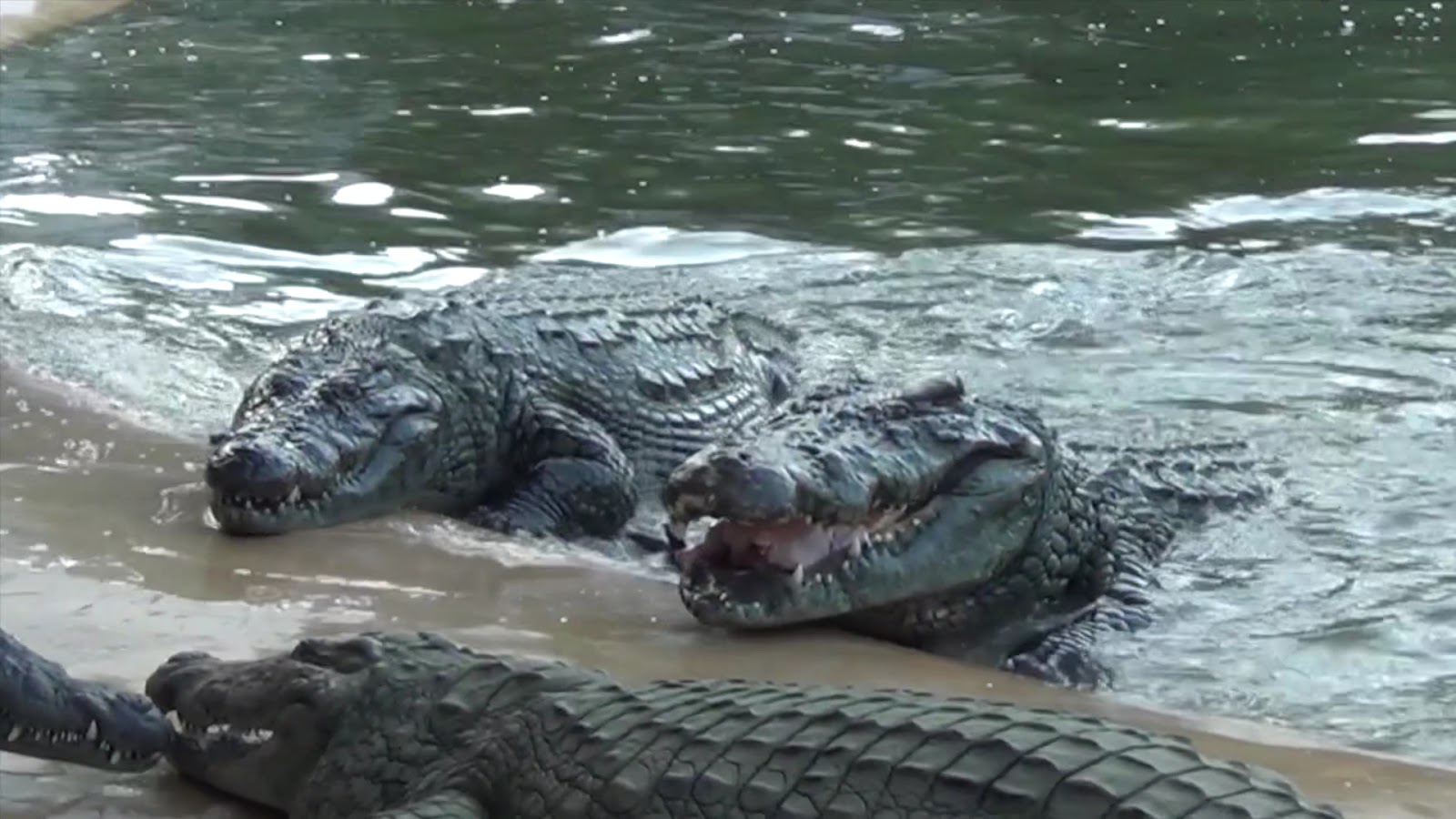 Dubai Crocodile Park photo 3