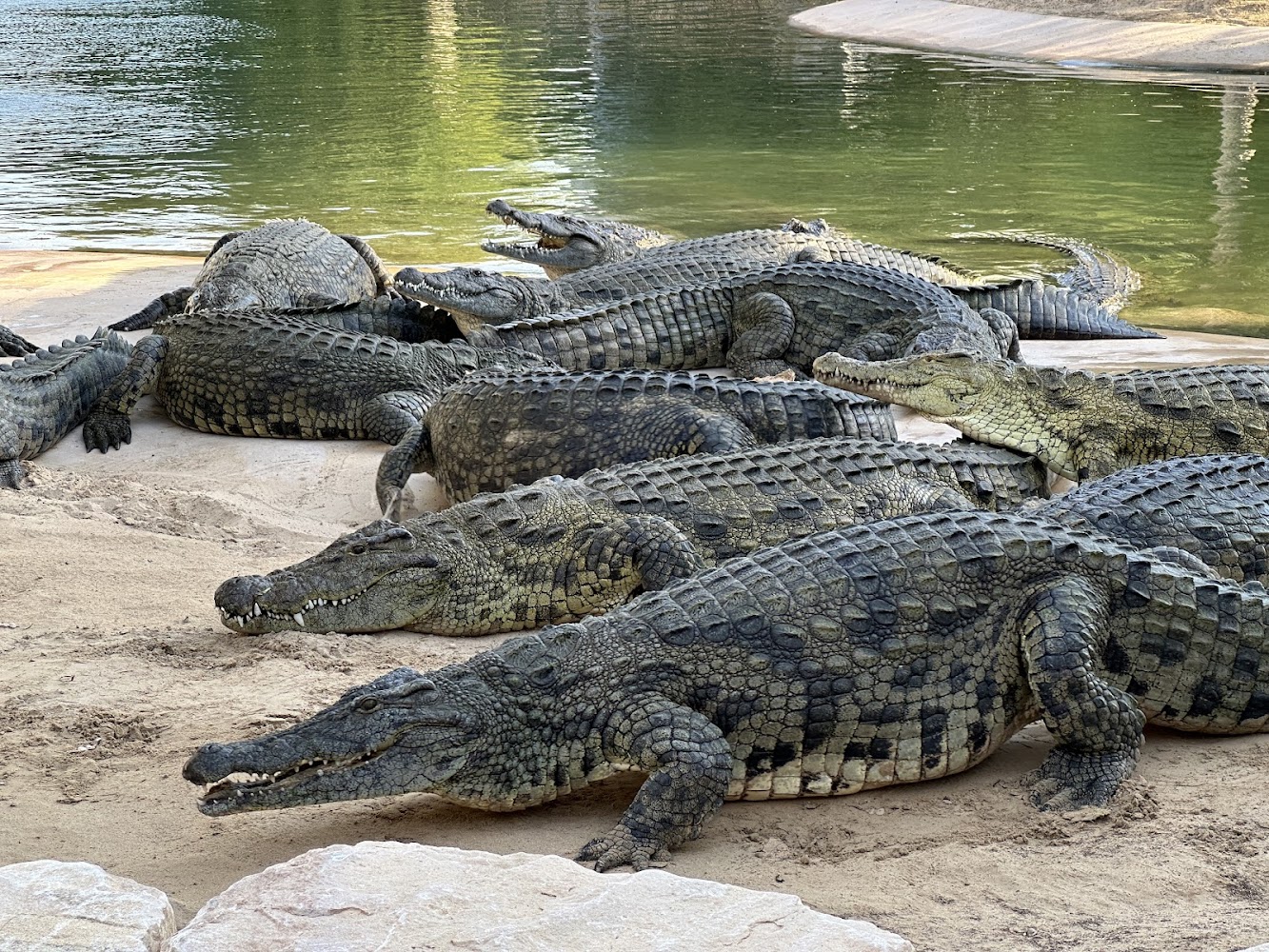 Dubai Crocodile Park photo 4