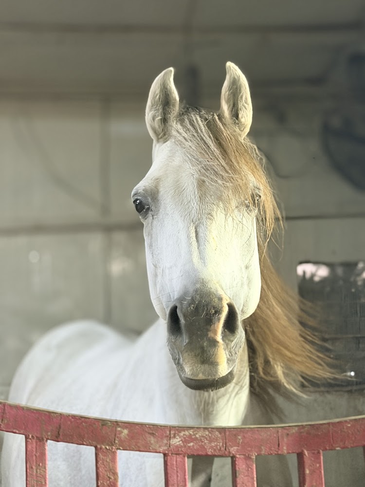 Dubai desert horse ride experience photo 4