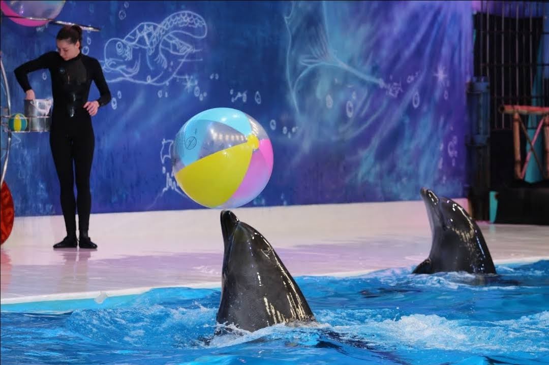 Dubai Dolphinarium photo 2