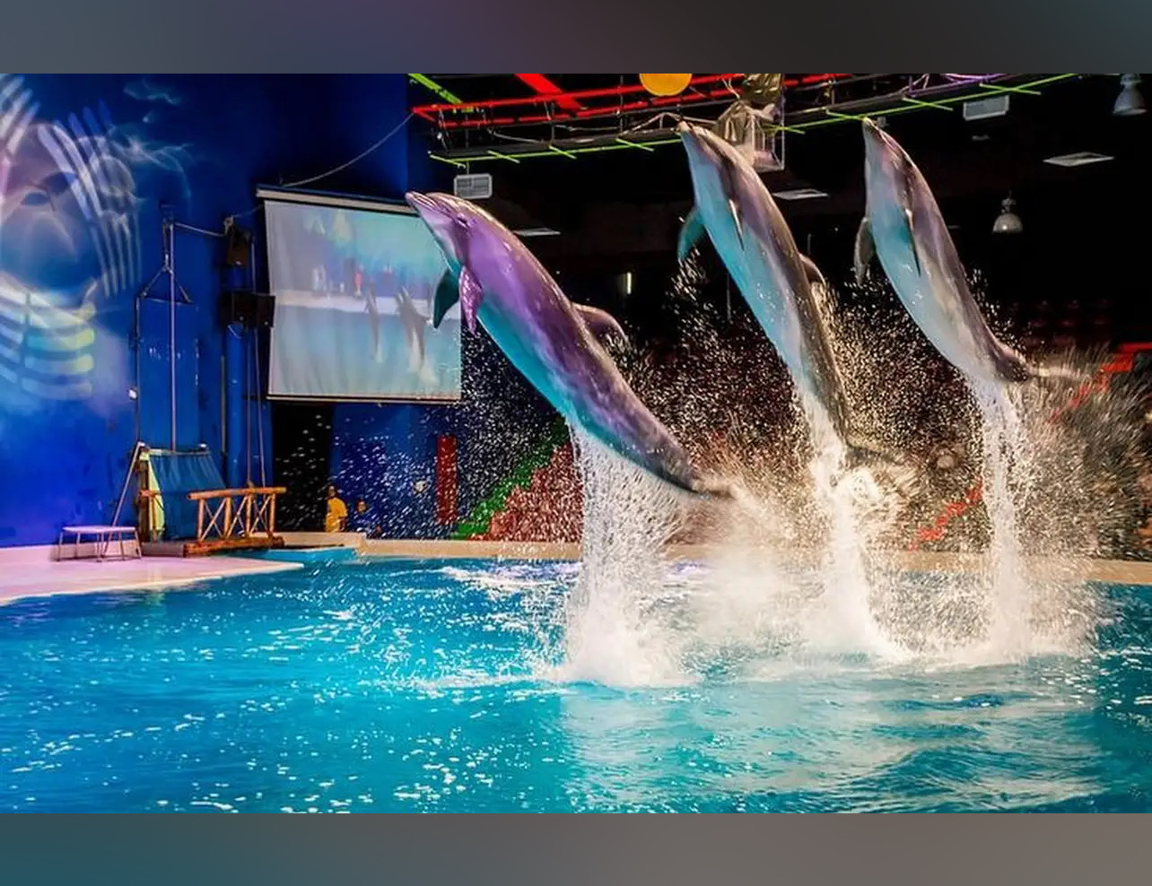 Dubai Dolphinarium photo 5