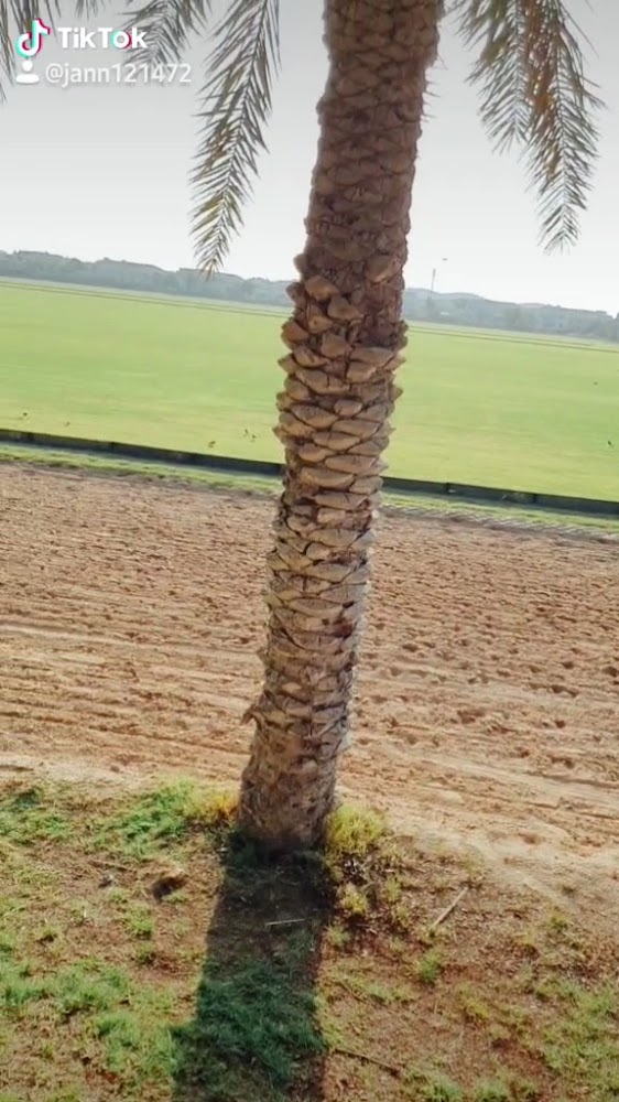 Dubai Polo & Equestrian Club photo 3