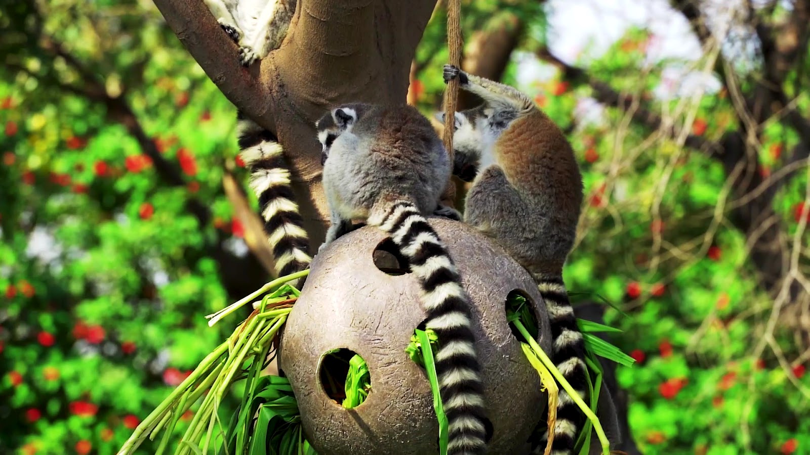 Dubai Safari Park photo 3