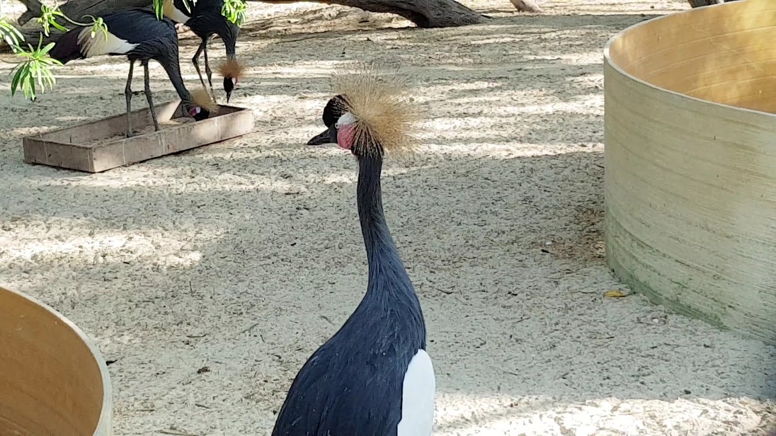 Dubai Zoo photo 3