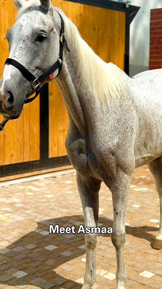 Dune Hill Equestrian Club photo 3