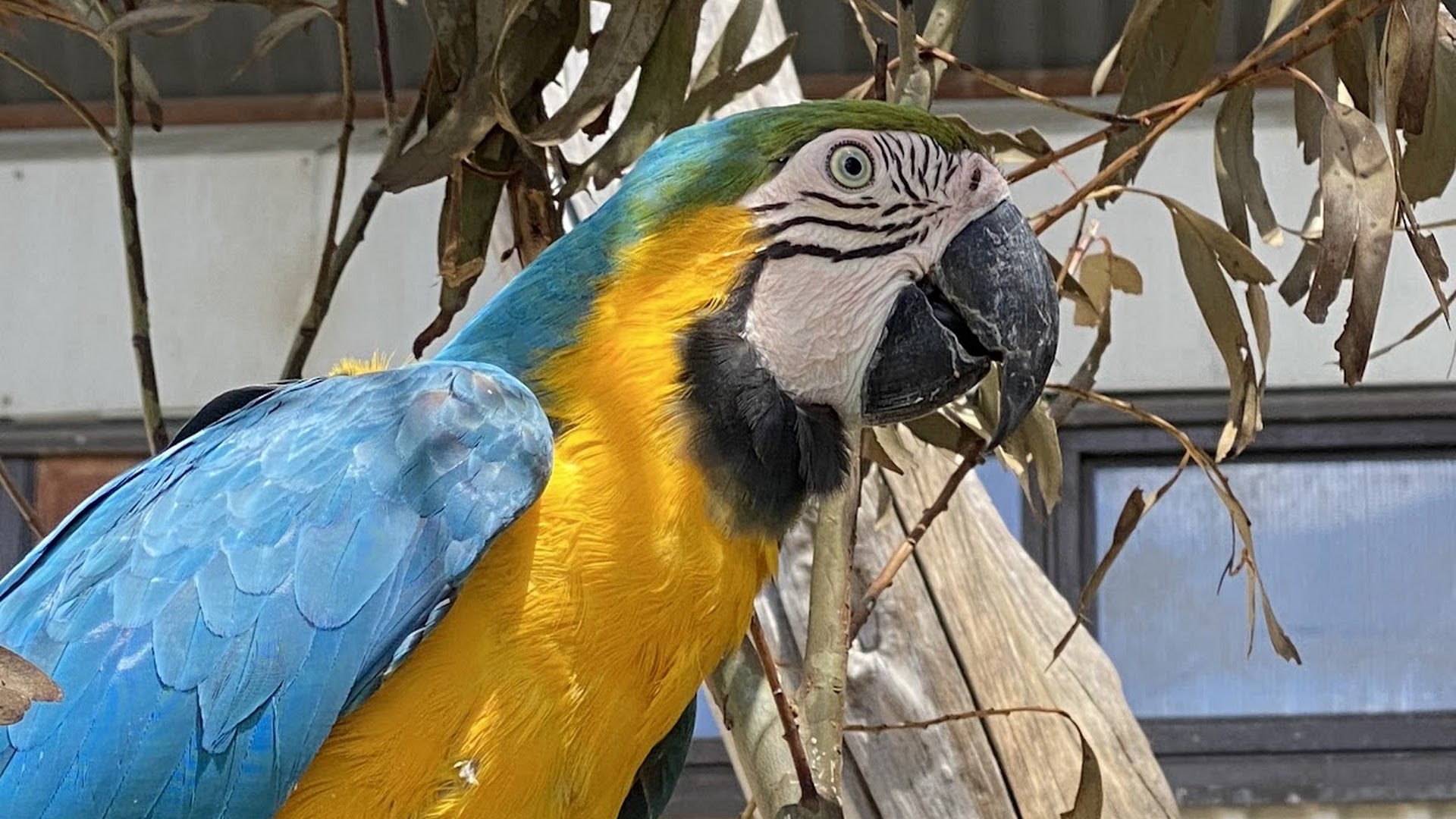 Dunedin Botanic Garden Aviary
