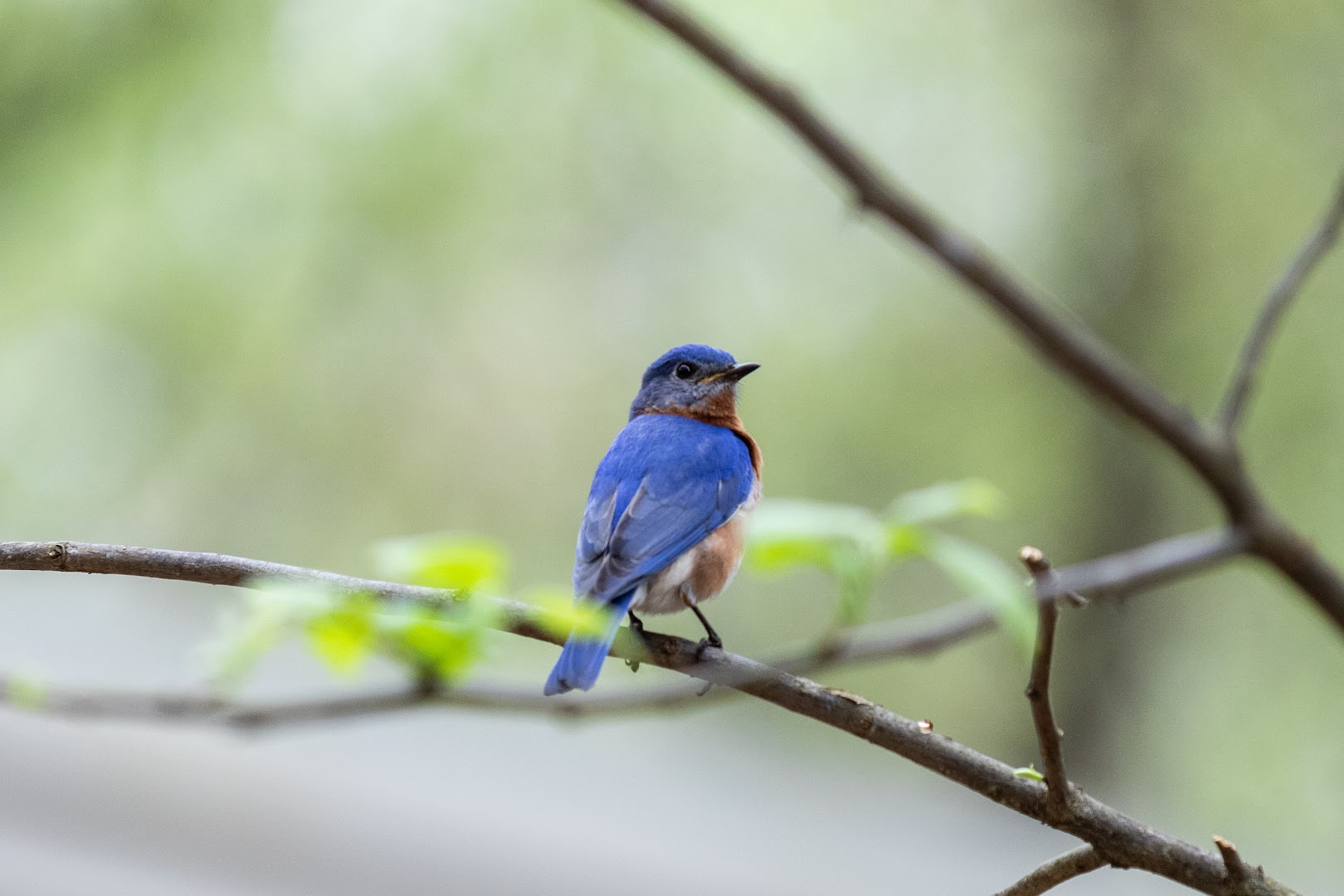 Dunwoody Nature Center