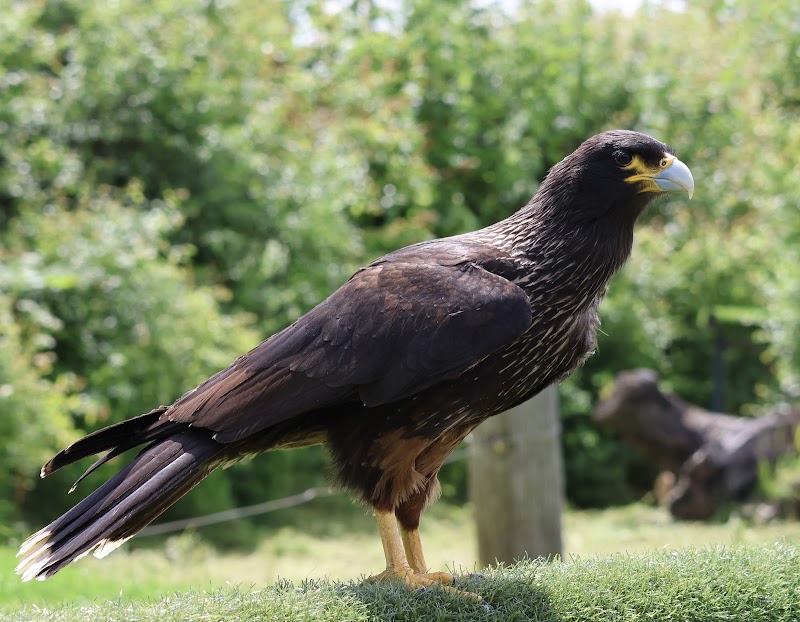 Eagle Heights Wildlife Foundation photo 2