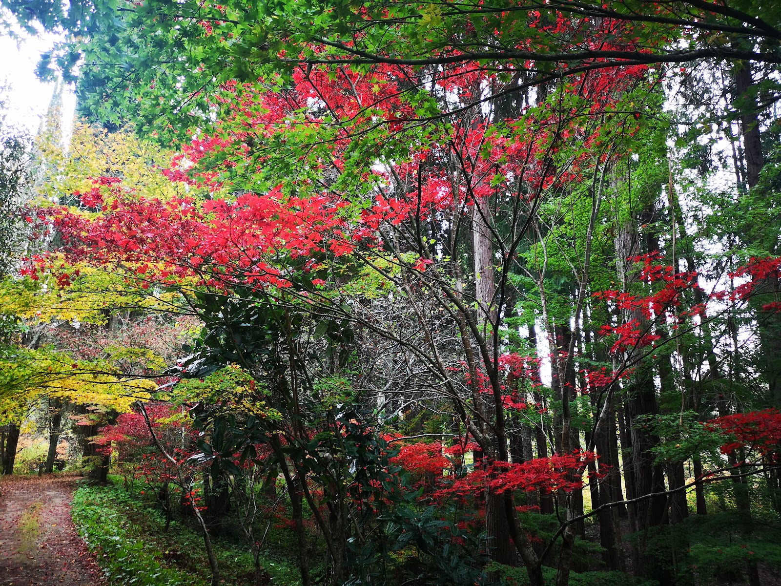 Eastwoodhill Arboretum photo 2