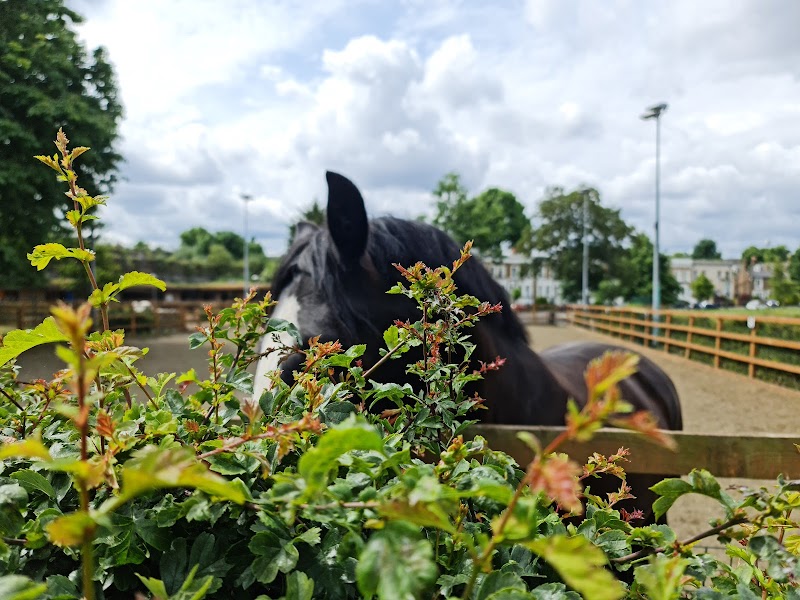 Ebony Horse Club