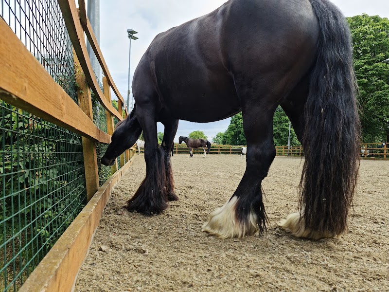 Ebony Horse Club photo 3
