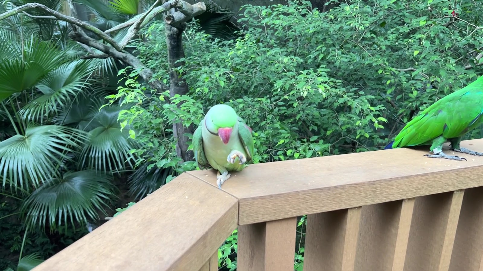 Edward Youde Aviary photo 3