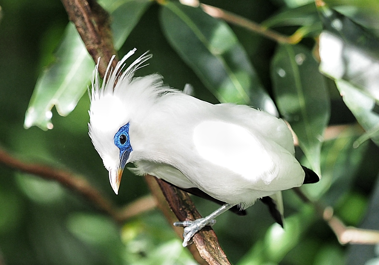 Edward Youde Aviary photo 5