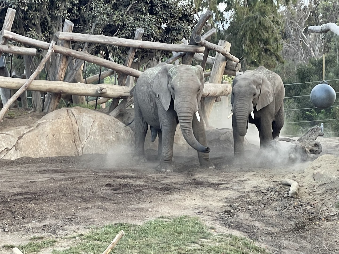 Elephant Odyssey photo 2